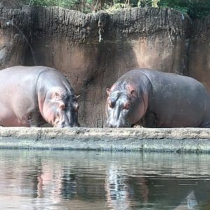 Hippos Out of Water View From Underwater Viewing Area