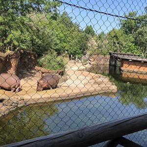Hippo Out Of Water View From Outdoor Viewing Area