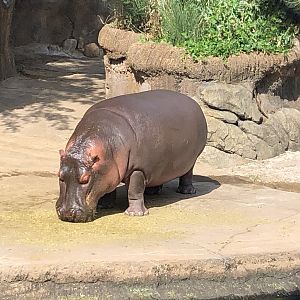 Hippo Out of Water