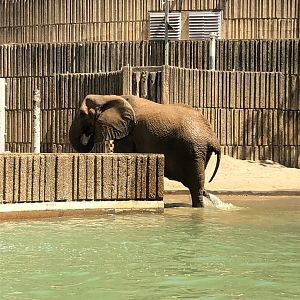 Elephant Getting Out of Water