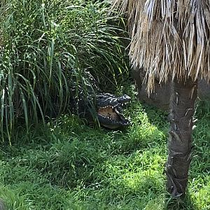 Nile Croc Out of Water