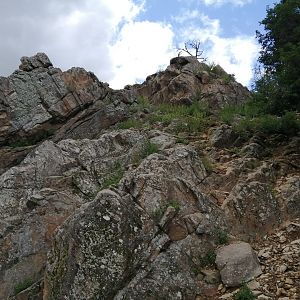 Alpine ibex & alpine chamois walkthrough exhibit