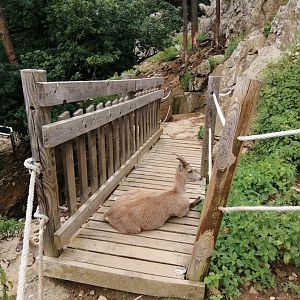 Alpine ibex & alpine chamois walkthrough exhibit