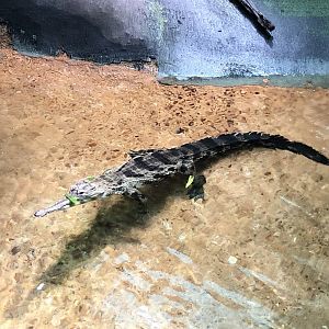 Slender Snout Crocodile