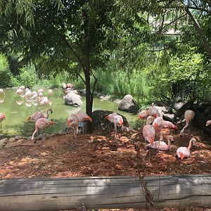 Flamingo Nesting Area