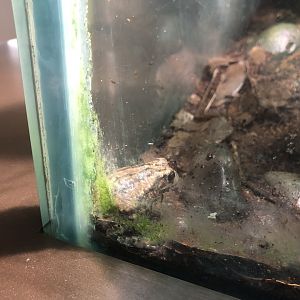 Andean Marsupial Frog