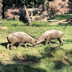 Babirusa