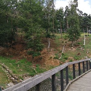 Asian black bear exhibit