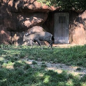 Central Chinese Goral