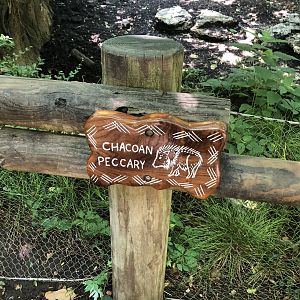 Chacoan Peccary Sign