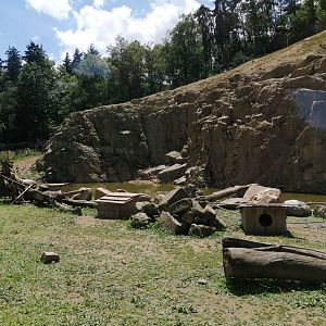 Barbary macaque exhibit