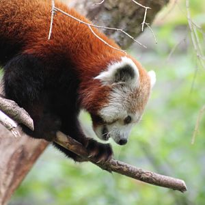 Red Panda