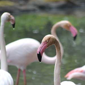 Greater Flamingo