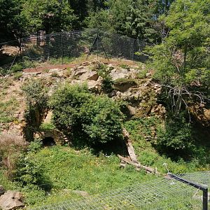 Snow leopard exhibit