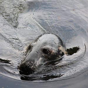 Grey Seal