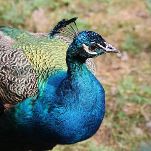 Peafowl