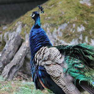 Peafowl