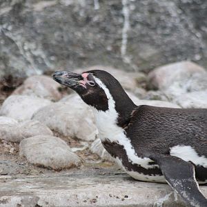Humbdolt Penguin