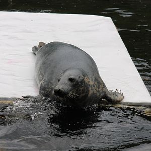 Seal during training session