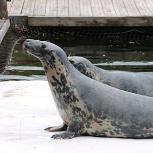 Seal during training session