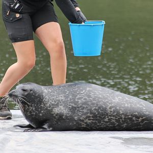 Seal during training session