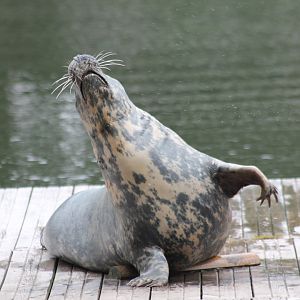 Seal during training session