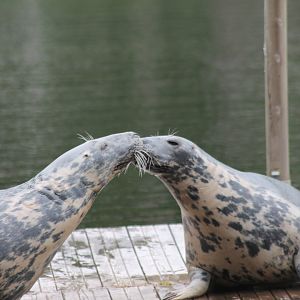 Seal during training session