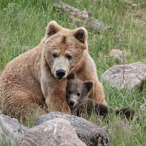 Brown bear & cub