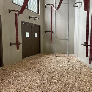 Orangutan Research/Dayroom