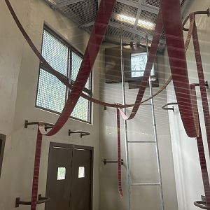 Orangutan Research/Dayroom