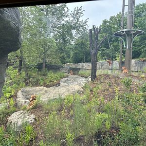 Side viewing Window of the exhibit on ground level.