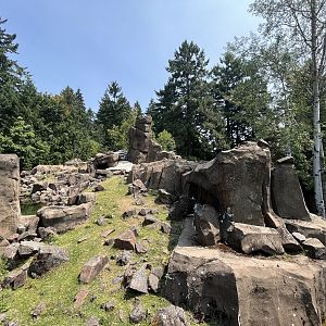 Rocky Mountain Goat Exhibit