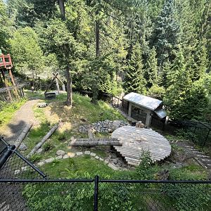 Black Bear Exhibit