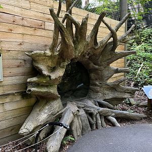 Snowy Owl Aviary - viewing area