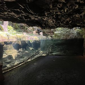 Salmon Tank (in Bald Eagle Aviary)