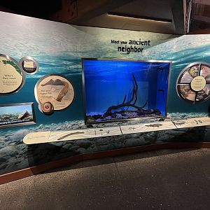 Pacific Lamprey Exhibit