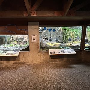 Western Pond Turtle Exhibit