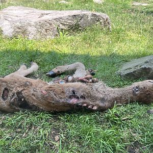 Carcass in California Condor Aviary