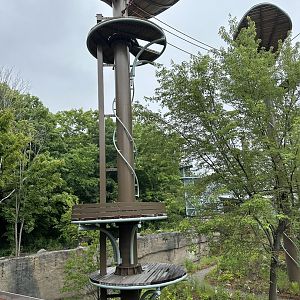 Level Just Below the Treehouse