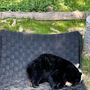 Black Bear