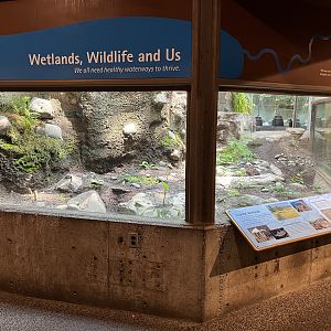 Western Pond Turtle Exhibit