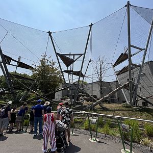 Chimpanzee Exhibit - New in 2021