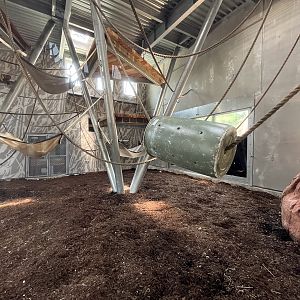 Chimpanzee Exhibit - New in 2021