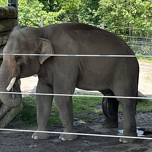 Asian Elephant