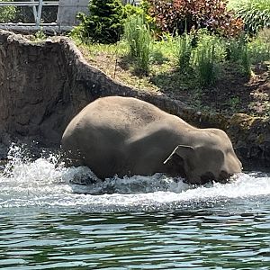Asian Elephant