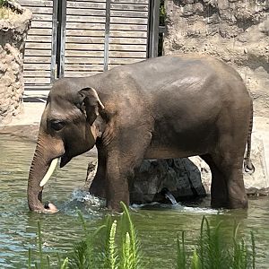 Asian Elephant