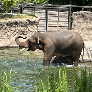 Asian Elephant
