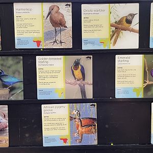 African Aviary - species list