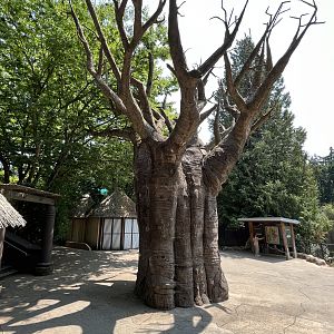 Baobab Tree