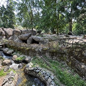 African Wild Dog Exhibit